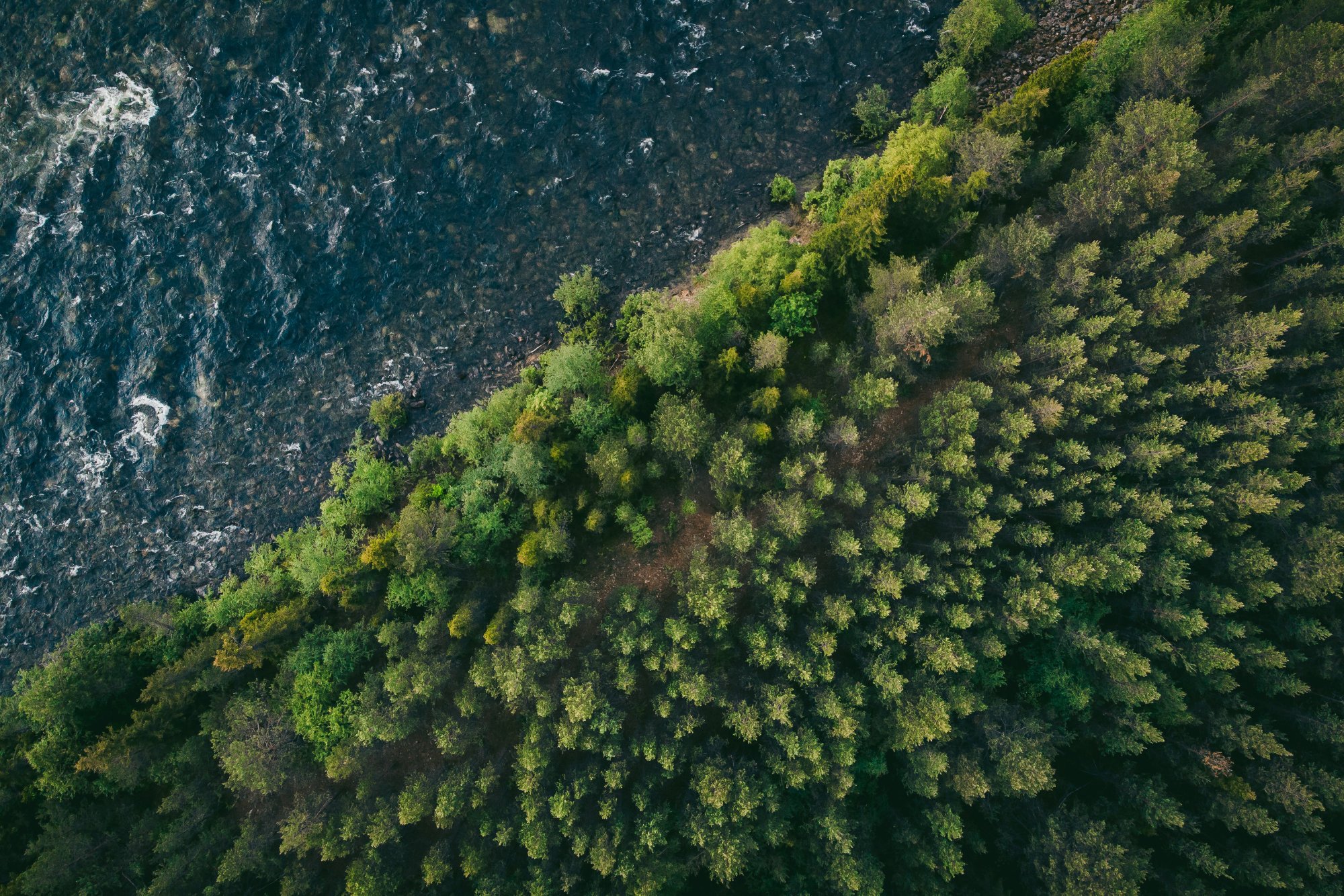 Aerial view of a forested river bank